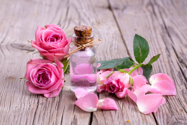 تصویر 2 از گلاب ربیع خوش‌ عطر رنگ روشن کیفیت بالا